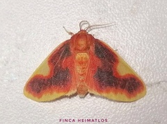 Trichromia sardanapalus