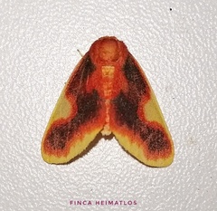 Trichromia sardanapalus