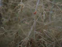 Cystiscus