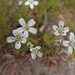 Fescue Sandwort - Photo (c) citizen1, some rights reserved (CC BY-NC), uploaded by citizen1