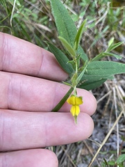 Crotalaria sagittalis