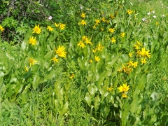 Wyethia amplexicaulis
