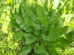Wyethia amplexicaulis