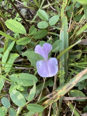 Tephrosia spicata