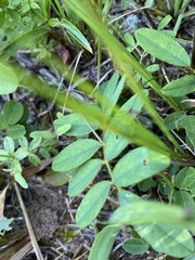 Tephrosia spicata