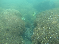 Johnrandallia nigrirostris