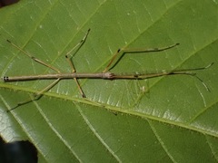 Paramarmessoidea annulata