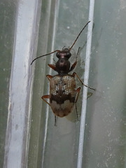 Lachnophorus elegantulus