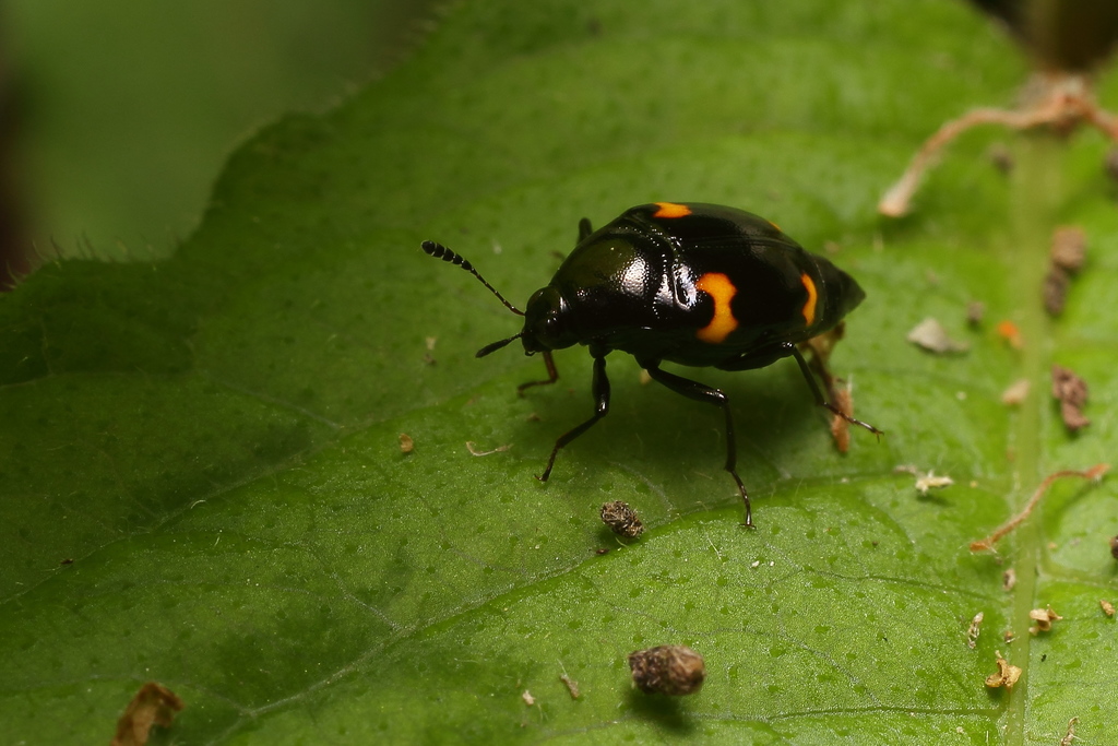 Scaphidium japonum