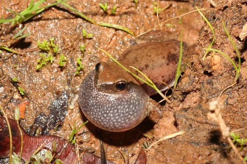Red Tree Frog, Colleeneremia rubella