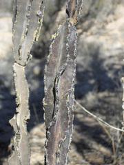 Peniocereus greggii greggii