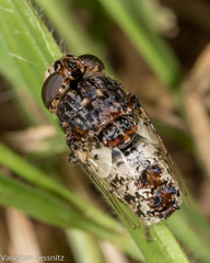 Oestrinae