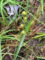Carex laeviculmis