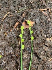 Carex laeviculmis