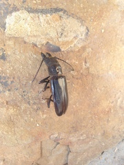 Nothopleurus lobigenis