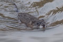 Ondatra zibethicus ripensis