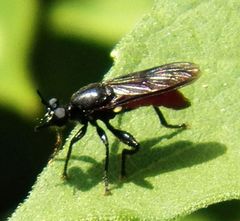 Lampria bicolor