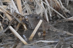 Ondatra zibethicus ripensis