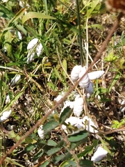 Brephulopsis