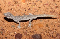 Strophurus ciliaris