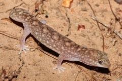 Eastern Deserts Fat-Tailed Gecko photo 4