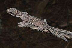 Oedura cincta