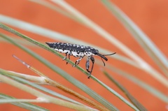 Rhinotia anguinea