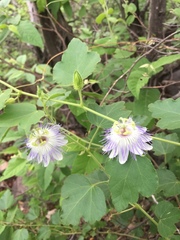 Passiflora arida