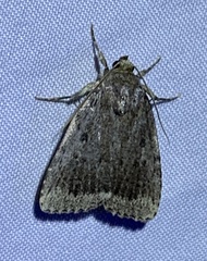 Amphipyra glabella