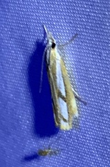 Catoptria latiradiellus