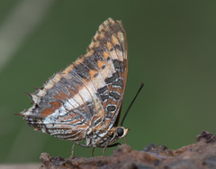 Charaxes saturnus saturnus