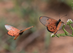 Acraea neobule