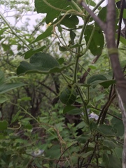 Passiflora arida