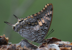 Charaxes achaemenes