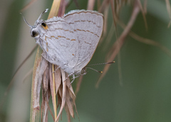 Hypolycaena philippus