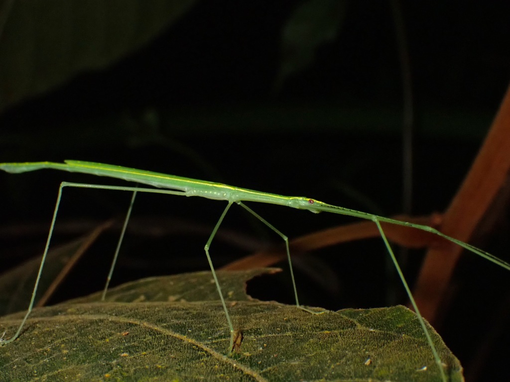 Necroscia prasina