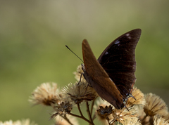 Charaxes vansoni