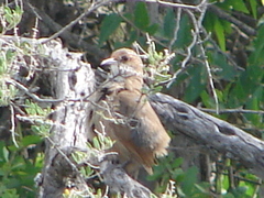 Tarphonomus certhioides