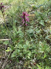 Pedicularis sudetica interior