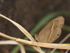 Brakefieldia perspicua