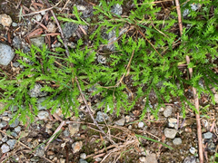 Diphasiastrum sitchense