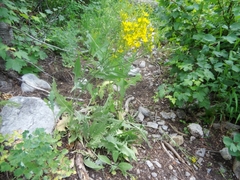 Crepis acuminata