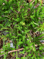 Diphasiastrum sitchense