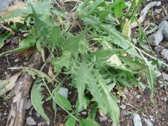 Crepis acuminata