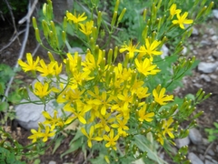 Crepis acuminata