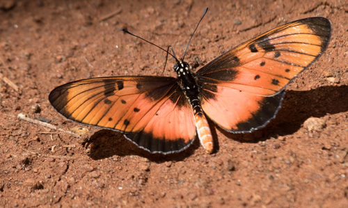 Natal Acraea