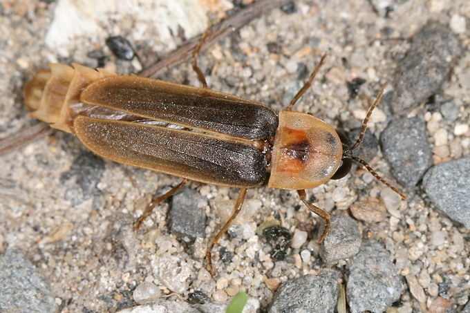 Nyctophila reichii