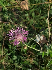 Centaurea