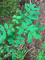 Sorbus sitchensis sitchensis