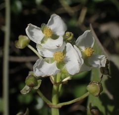 Sagittaria sanfordii